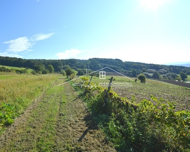 Stok południowy – doskonałe warunki pod winnicę lub uprawy malin.