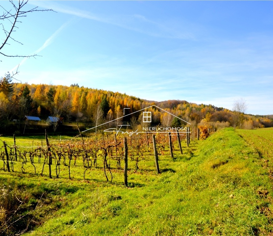 Winnica Węgrzyn na sprzedaż  1,17 ha tradycji, wody mineralne i wino z Podkarpacia