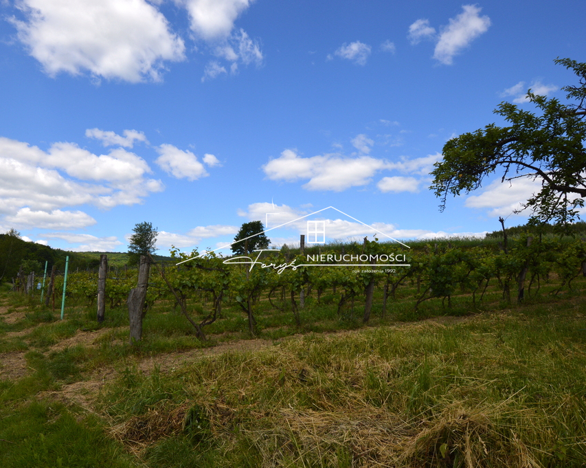 Winnica Węgrzyn na sprzedaż  1,17 ha tradycji, wody mineralne i wino z Podkarpacia