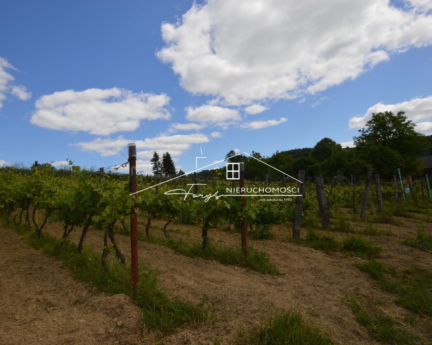 Zarabiaj na produkcji wina oraz rozwijającej się enoturystyce.